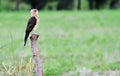 Yellow-headed Caracara Royalty Free Stock Photo