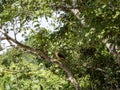 The Yellow-headed Caracara, Milvago chimachima, sits in the branches of a tree. Colombia