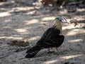 The Yellow-headed Caracara, Milvago chimachima, sits on the ground and observes the surroundings. Colombia