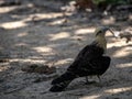 The Yellow-headed Caracara, Milvago chimachima, sits on the ground and observes the surroundings. Colombia