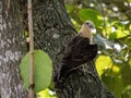 The Yellow-headed Caracara, Milvago chimachima, sits on a trunk and observes the surroundings. Colombia