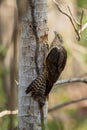 Yellow-headed Caracara - Milvago chimachima