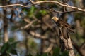 Yellow-headed Caracara - Milvago chimachima