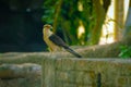 The Yellow-Headed Caracara (Milvago chimachima)