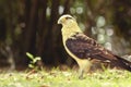 Yellow-headed Caracara on a sunlit clearing