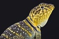 Yellow headed collared Lizard (Crotaphytus collaris auriceps) Royalty Free Stock Photo