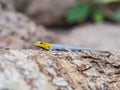 Yellow-headed Dwarf Gecko