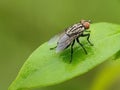The yellow-headed fly landed on a very calm leaf Royalty Free Stock Photo