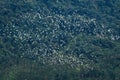 Yellow-headed herons moving south are all over the mountains