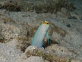 Yellow-headed jawfish 02 Royalty Free Stock Photo
