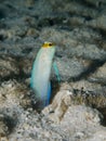 Yellow-headed jawfish 01 Royalty Free Stock Photo