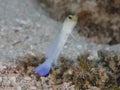 Yellow headed jawfish, roatan, honduras Royalty Free Stock Photo