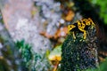 Yellow-headed poison dart frog in its natural habitat Royalty Free Stock Photo