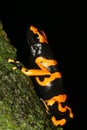 Yellow-headed Poison Frog 3 Royalty Free Stock Photo