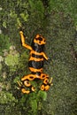 Yellow-headed Poison Frog 4 Royalty Free Stock Photo