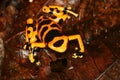 Yellow-headed Poison Frog 5 Royalty Free Stock Photo