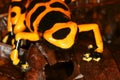 Yellow-headed Poison Frog 6 Royalty Free Stock Photo