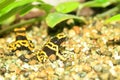 Yellow-headed poison frog Royalty Free Stock Photo