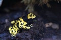 Yellow headed poison frog dendrobates leucomelas Royalty Free Stock Photo