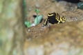 Yellow-headed poison frog