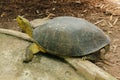 Yellow-headed Temple Turtle is a turtles