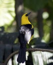 Yellow-headed Thrush in Manjal das Garzas Park in Bel m, Brazil