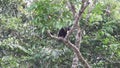 yellow headed vulture, Cuyabeno, Ecuador