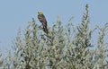 Yellow-headed wagtail Motacilla citreola in wormwood Royalty Free Stock Photo