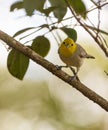 Yellow-headed Warbler on a branch