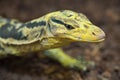 Yellow-headed water monitor (Varanus cumingi).