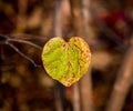 Yellow heart-shaped leaf changing colors as winter approaches - love in the air