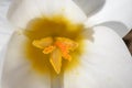 The yellow heart of a white crocus