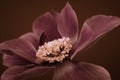 Yellow heart of a wide open red anemone blossom on brown background