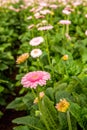 Yellow hearted gerbera flower with pink petals from close Royalty Free Stock Photo