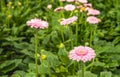 Yellow hearted gerbera flower with pink petals from close Royalty Free Stock Photo