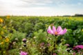 Yellow hearted pink garden cosmos flower at the edge of a Dutch