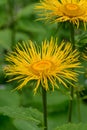 Yellow heartleaf ox-eye Telekia speciosa, big yellow flower Royalty Free Stock Photo