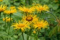 Yellow heartleaf ox-eye Telekia speciosa, big yellow flowers Royalty Free Stock Photo