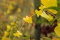 Colorful autumn leaves wallpaper, beautiful nature. Blurred yellow and red background