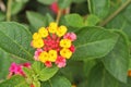 Yellow Hedge Flower ,Lantana camara Royalty Free Stock Photo