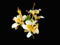 Yellow Hedychium Flavescens Flowers Ginger Lily