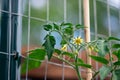 Yellow Heirloom Tomato Flower Royalty Free Stock Photo