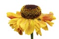 Yellow helenium