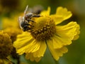 Yellow Helenium flower with a honey bee