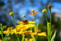 Yellow helenium flower in the summer garden