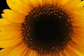 Yellow Helianthus annuus, the common sunflower,