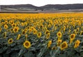 Beautiful sunflower field during sunset Royalty Free Stock Photo