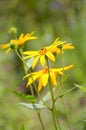 Yellow helianthus tuberosus flower Royalty Free Stock Photo