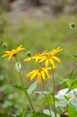 Yellow helianthus tuberosus flower Royalty Free Stock Photo