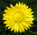 Yellow Helichrysum Or Everlasting Straw Flower